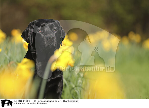 schwarzer Labrador Retriever / black Labrador Retriever / KB-14069