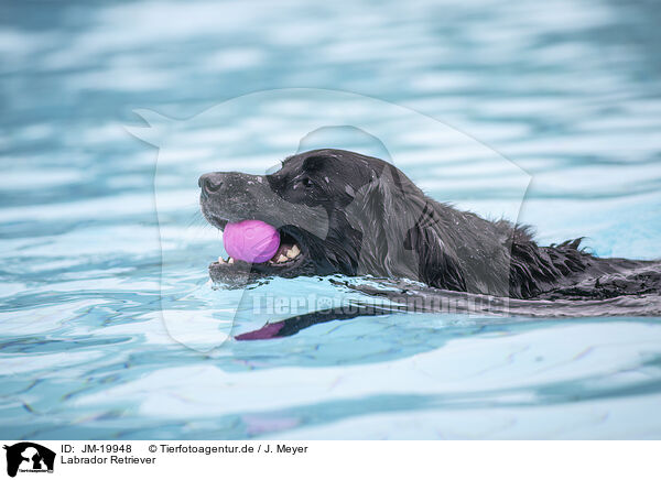 Labrador Retriever / Labrador Retriever / JM-19948