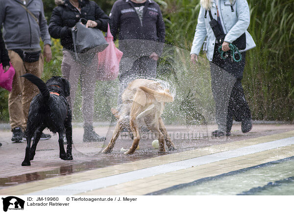 Labrador Retriever / Labrador Retriever / JM-19960