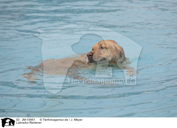 Labrador Retriever / Labrador Retriever / JM-19961