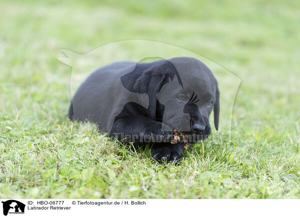 Labrador Retriever / Labrador Retriever / HBO-06777
