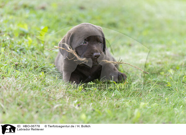 Labrador Retriever / Labrador Retriever / HBO-06778