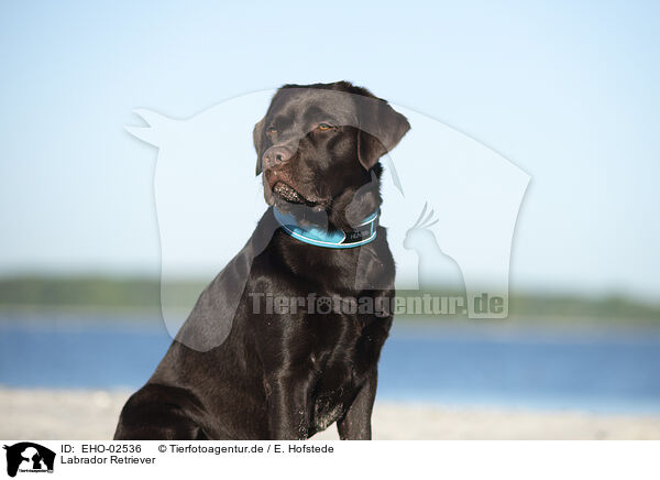 Labrador Retriever / Labrador Retriever / EHO-02536