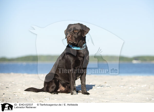 Labrador Retriever / Labrador Retriever / EHO-02537