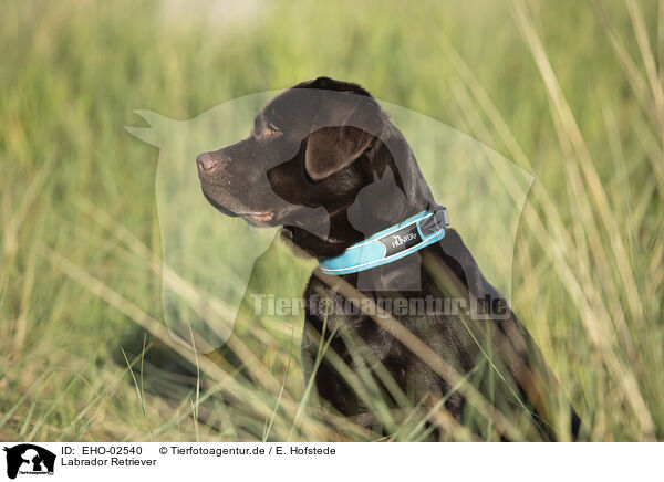 Labrador Retriever / Labrador Retriever / EHO-02540
