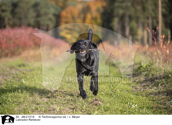 Labrador Retriever / Labrador Retriever / JM-21519