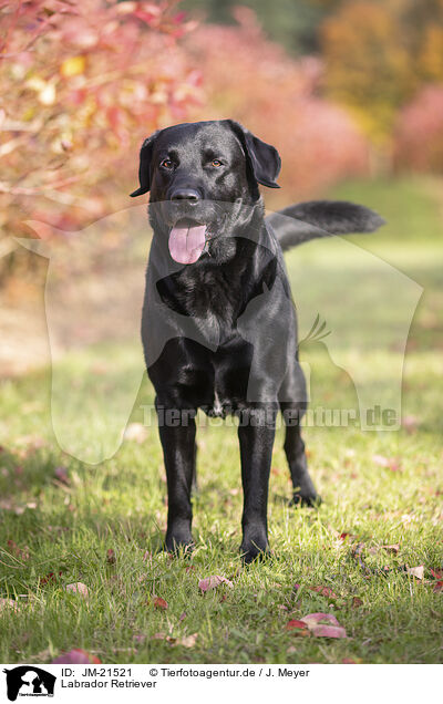 Labrador Retriever / Labrador Retriever / JM-21521