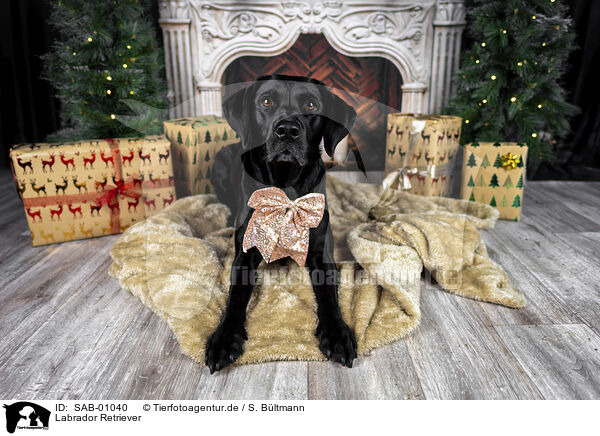 Labrador Retriever / Labrador Retriever / SAB-01040