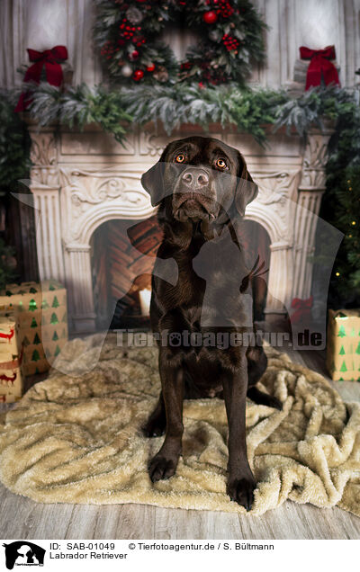Labrador Retriever / Labrador Retriever / SAB-01049
