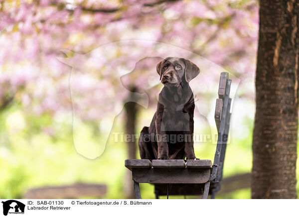 Labrador Retriever / Labrador Retriever / SAB-01130