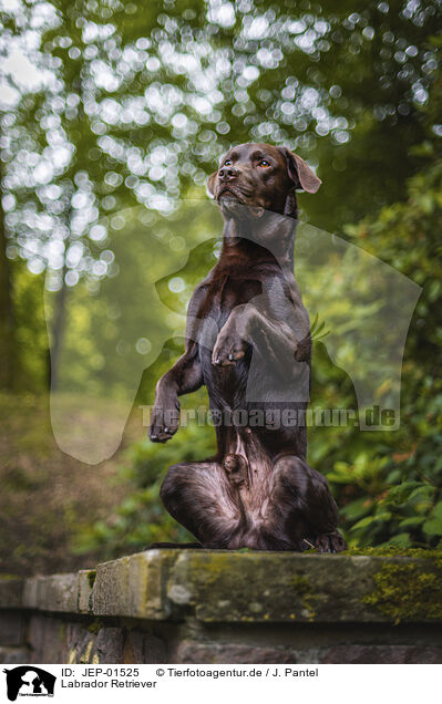 Labrador Retriever / Labrador Retriever / JEP-01525