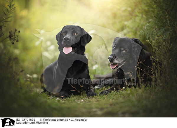 Labrador und Mischling / Labrador and Mongrel / CF-01836