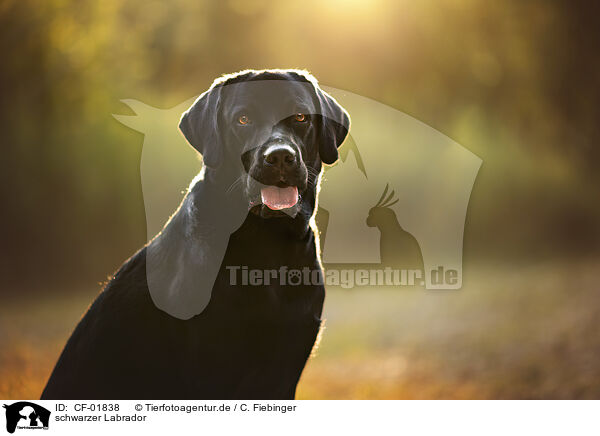 schwarzer Labrador / black Labrador / CF-01838