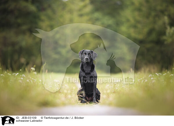 schwarzer Labrador / black Labrador / JEB-03109