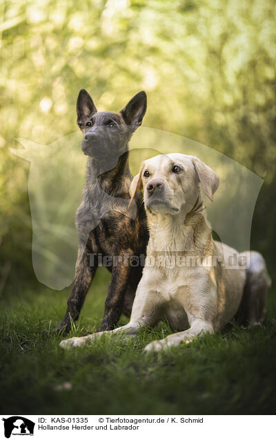 Hollandse Herder und Labrador / KAS-01335