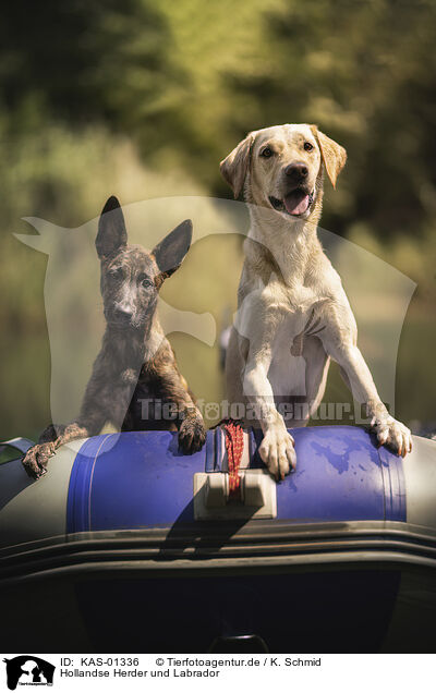 Hollandse Herder und Labrador / KAS-01336