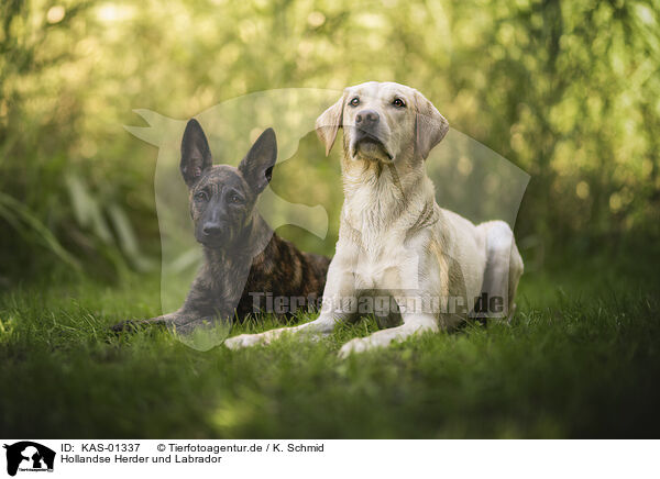 Hollandse Herder und Labrador / Hollandse Herder and Labrador / KAS-01337