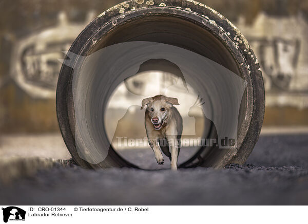Labrador Retriever / Labrador Retriever / CRO-01344
