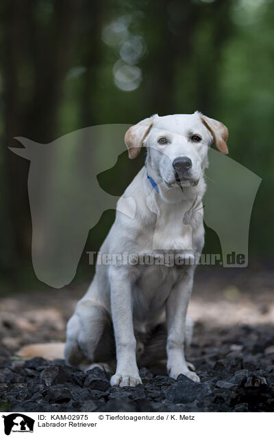 Labrador Retriever / Labrador Retriever / KAM-02975