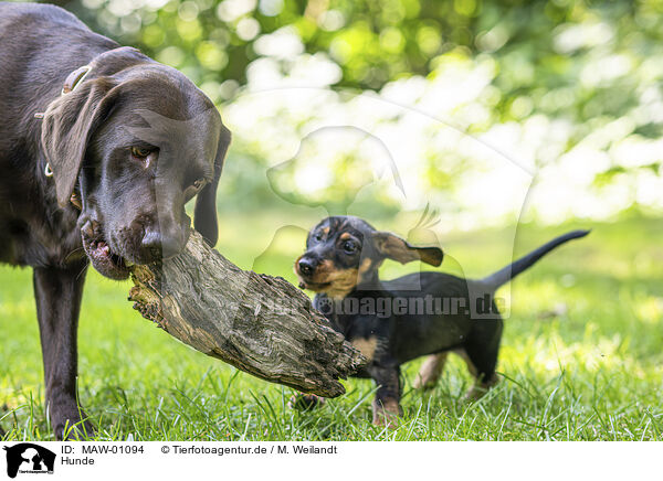 Hunde / MAW-01094