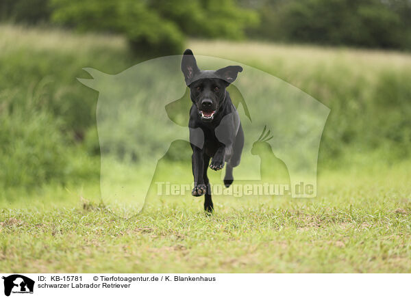 schwarzer Labrador Retriever / KB-15781