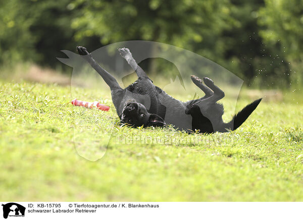 schwarzer Labrador Retriever / black Labrador Retriever / KB-15795