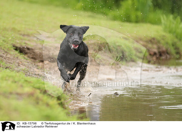 schwarzer Labrador Retriever / KB-15798