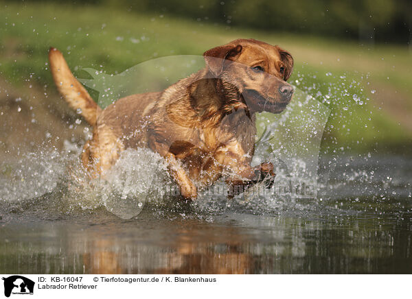 Labrador Retriever / Labrador Retriever / KB-16047