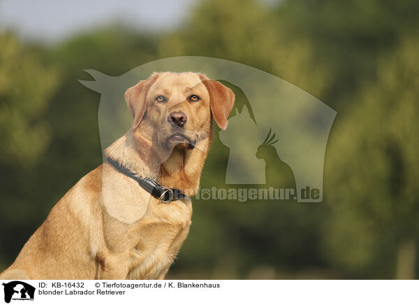 blonder Labrador Retriever / KB-16432