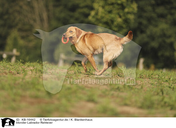 blonder Labrador Retriever / blonde Labrador Retriever / KB-16442