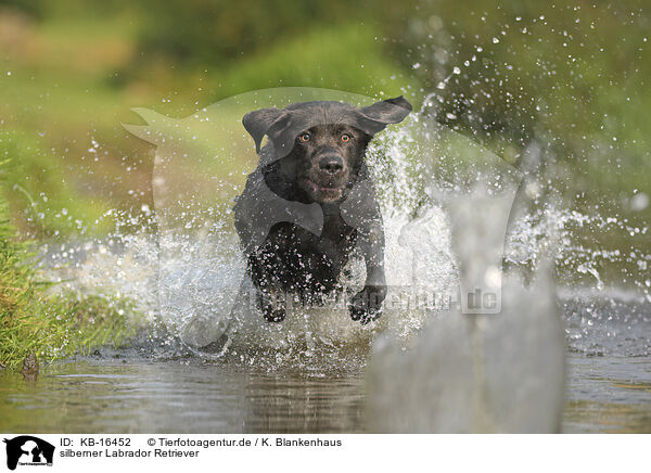 silberner Labrador Retriever / silver Labrador Retriever / KB-16452