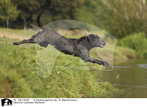 silberner Labrador Retriever / silver Labrador Retriever / KB-16457