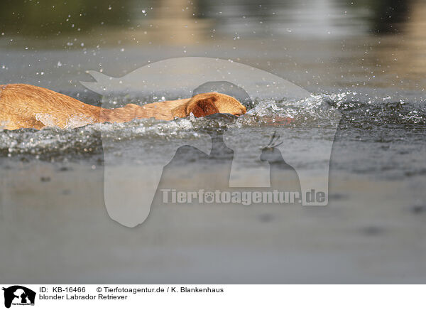 blonder Labrador Retriever / KB-16466