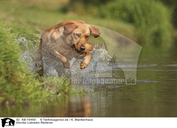 blonder Labrador Retriever / blonde Labrador Retriever / KB-16469