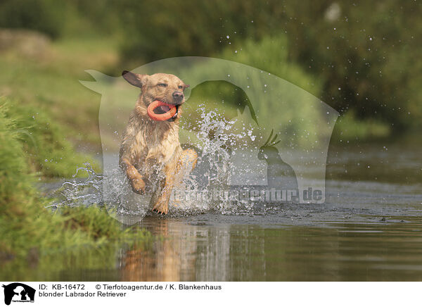 blonder Labrador Retriever / blonde Labrador Retriever / KB-16472