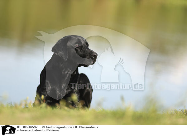schwarzer Labrador Retriever / black Labrador Retriever / KB-16537