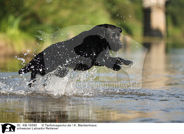 schwarzer Labrador Retriever / black Labrador Retriever / KB-16580