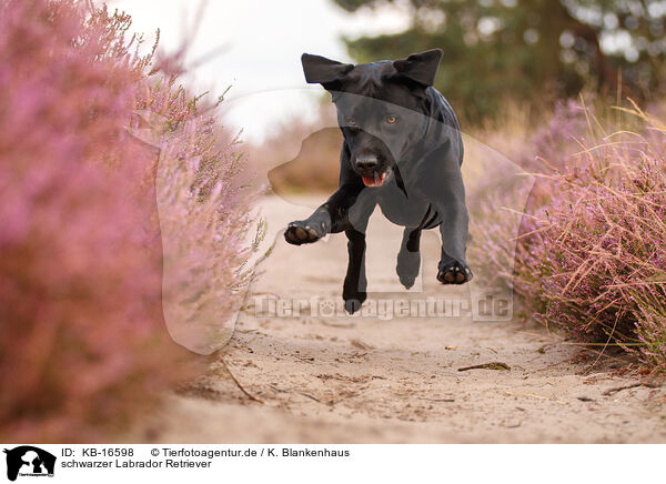 schwarzer Labrador Retriever / black Labrador Retriever / KB-16598