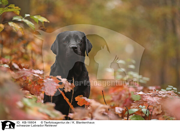 schwarzer Labrador Retriever / black Labrador Retriever / KB-16604
