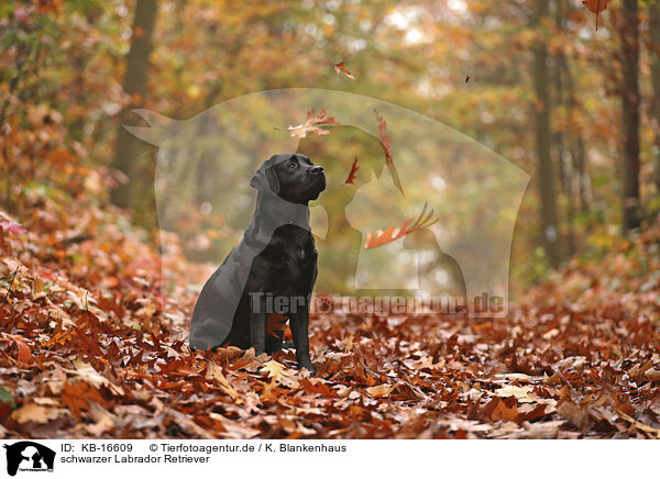 schwarzer Labrador Retriever / black Labrador Retriever / KB-16609
