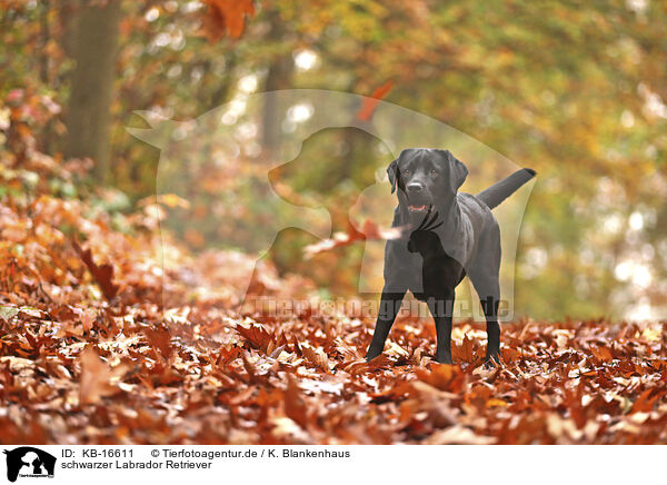 schwarzer Labrador Retriever / black Labrador Retriever / KB-16611