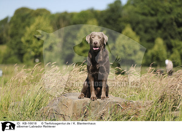 silberner Labrador Retriever / silver Labrador Retriever / KB-16618