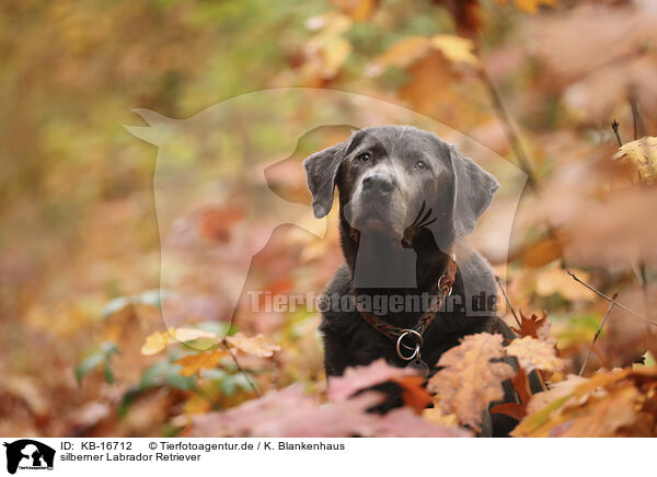 silberner Labrador Retriever / silver Labrador Retriever / KB-16712