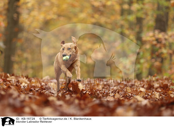 blonder Labrador Retriever / blonde Labrador Retriever / KB-16728
