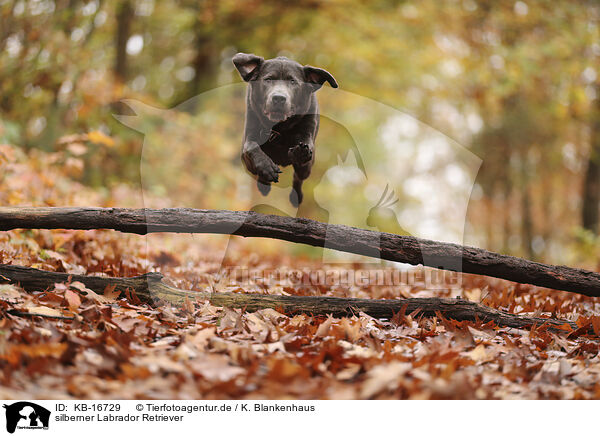 silberner Labrador Retriever / silver Labrador Retriever / KB-16729