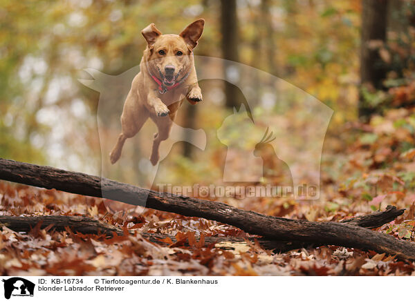 blonder Labrador Retriever / blonde Labrador Retriever / KB-16734