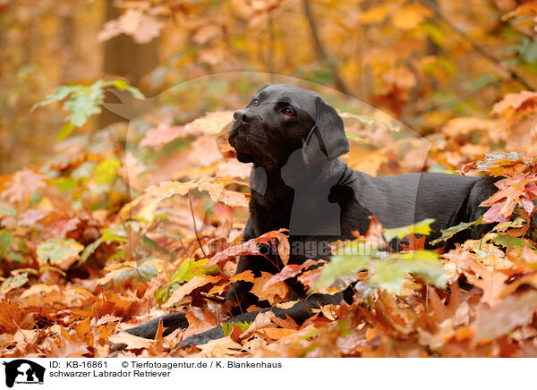 schwarzer Labrador Retriever / black Labrador Retriever / KB-16861