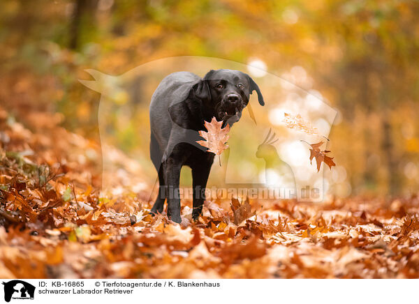 schwarzer Labrador Retriever / black Labrador Retriever / KB-16865
