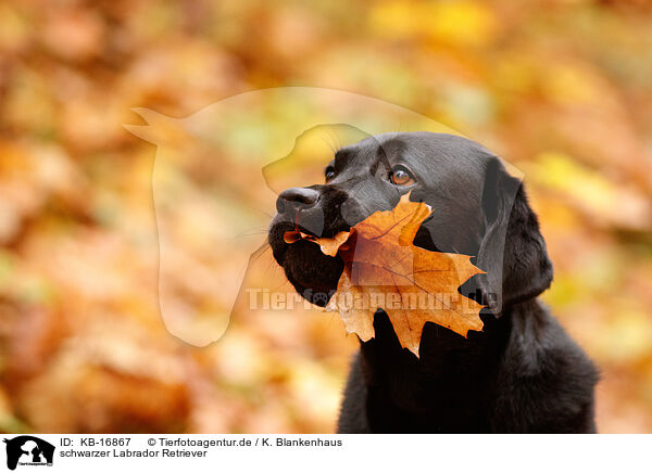 schwarzer Labrador Retriever / black Labrador Retriever / KB-16867