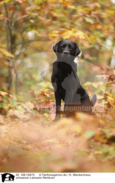 schwarzer Labrador Retriever / black Labrador Retriever / KB-16870